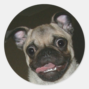 Happy Mops Runder Aufkleber