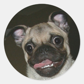 Happy Mops Runder Aufkleber