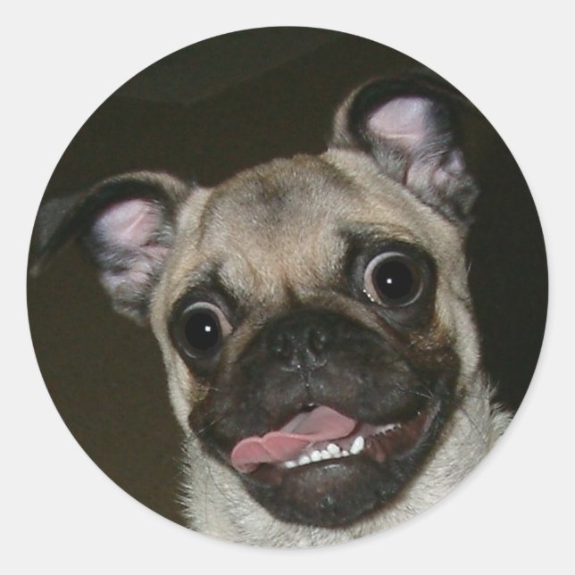 Happy Mops Runder Aufkleber (Vorderseite)