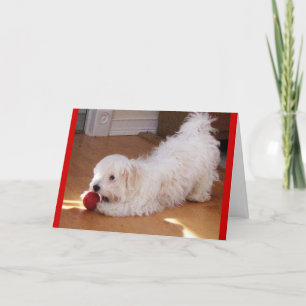 Happy Mother's Day - Havanese Welpe Karte