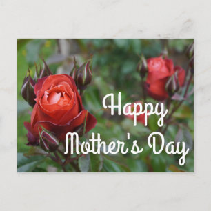 Happy Mother's Day Hot Cocoa Rose #1 Postkarte