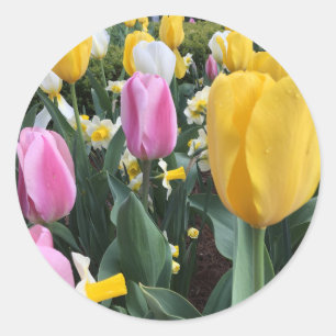 Happy Oaster Bright Yellow Tulips Sticker