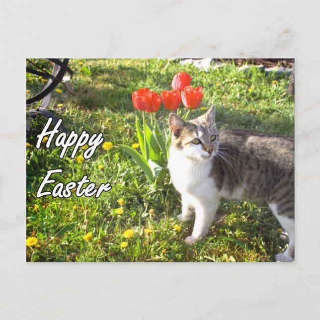 Happy Oaster Cat Postcard Feiertagspostkarte (Vorderseite)