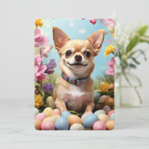 Happy Oaster Chihuahua