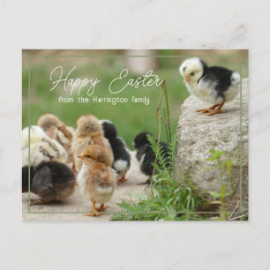 Happy Oaster Niedlich Baby Chicks Parade Postkarte