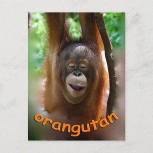Happy Orangutan Postkarte