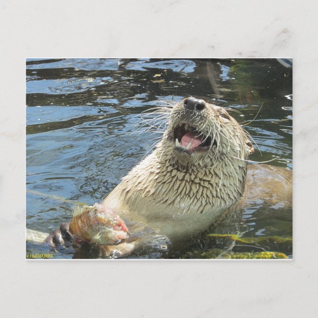Happy Otter Postkarte (Vorderseite)