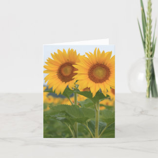 Happy Pair of Sunflowers Note Card Dankeskarte
