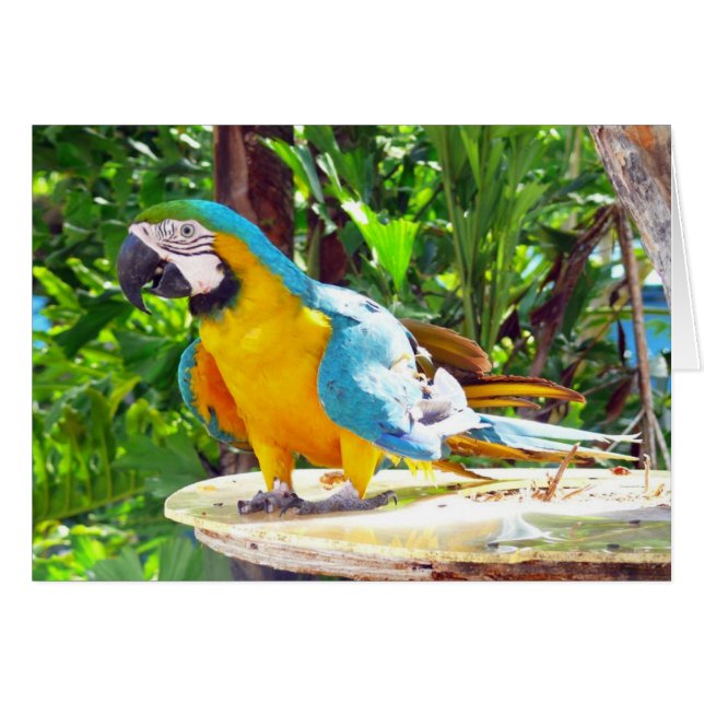 Happy Parrot (Vorderseite (Horizontal))