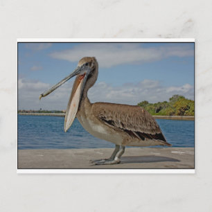 Happy Pelican Postkarte