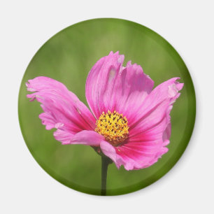 Happy Pink Cosmos Blume Magnet