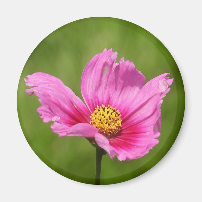 Happy Pink Cosmos Blume Magnet (Vorne)