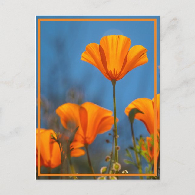 Happy Poppy Postkarte (Vorderseite)