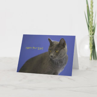 Happy Purr Day Russian Blue by Focus für eine Sach Karte