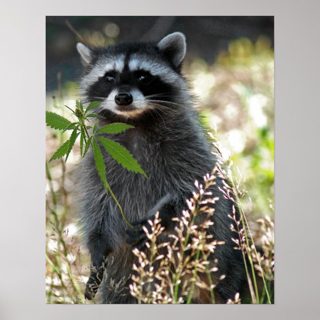 HAPPY RACCOON POSTER (Vorne)