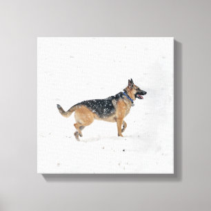 Happy rettet deutschen Schäferhund in Schnee-Leinw Leinwanddruck