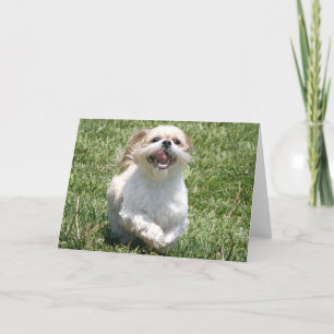 Happy Run Shih Tzu Karte