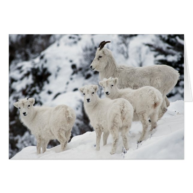 Happy Sheep Family (Vorderseite (Horizontal))