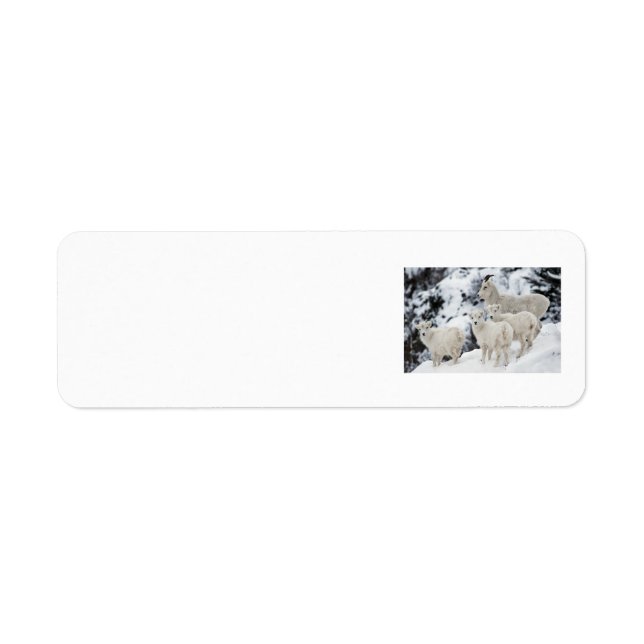 Happy Sheep Family (Vorne)