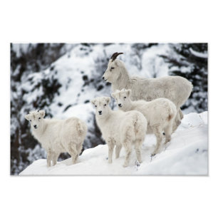 Happy Sheep Family Fotodruck