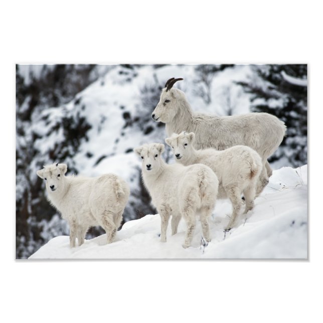 Happy Sheep Family Fotodruck (Vorne)
