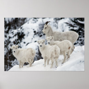 Happy Sheep Family Poster