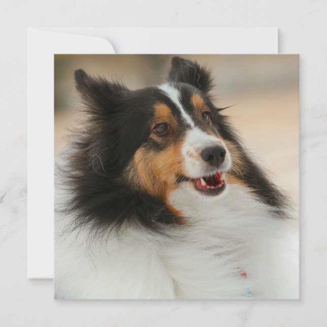 Happy Shelty (Vorderseite)