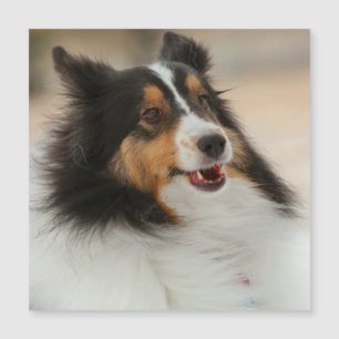 Happy Shelty Magnetkarte