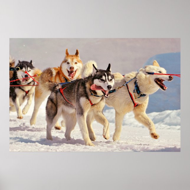 Happy Sled Dogs marschieren mit Tongues aus Poster (Vorne)