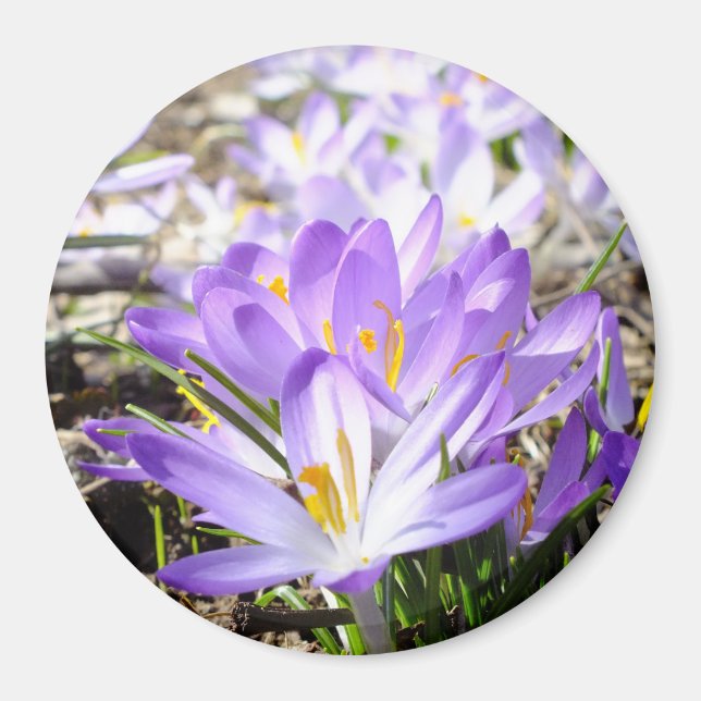 Happy Spring Crocus Magnet (Vorne)