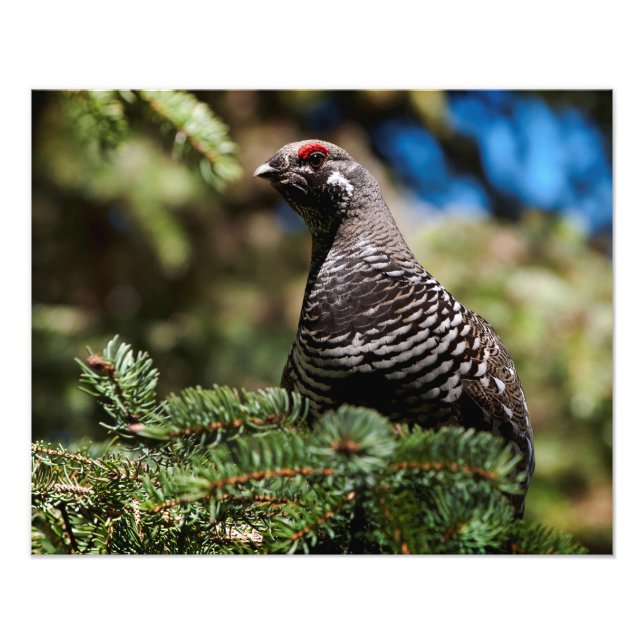 Happy Spruce Grouse Fotodruck (Vorne)