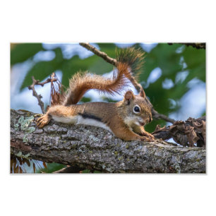 Happy Squirrel Fotodruck