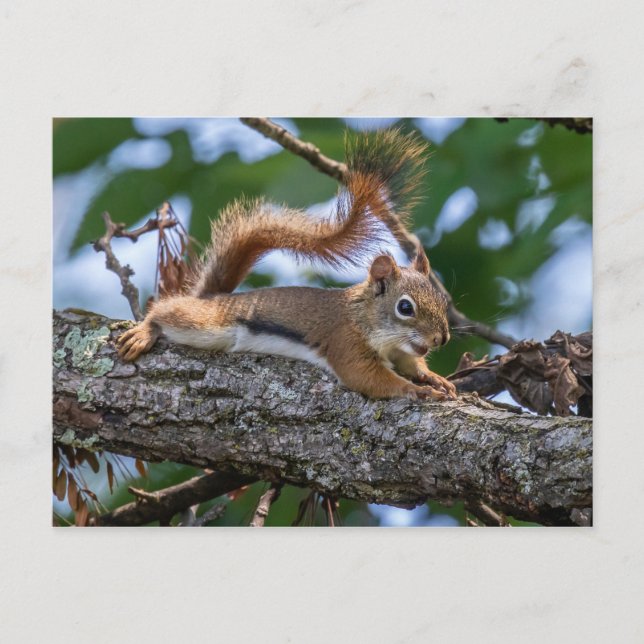 Happy Squirrel Postkarte (Vorderseite)
