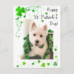Happy St. Patrick's Day, Westie Dog ist fertig Postkarte