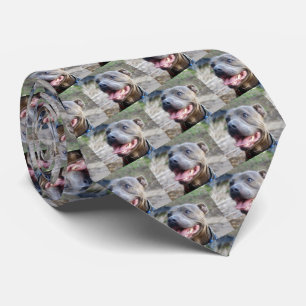 Happy Staffordshire Bull Terrier, Neck Tie Krawatte