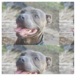 Happy Staffordshire Bull Terrier, Stoff