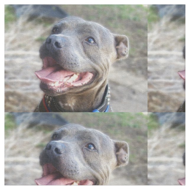 Happy Staffordshire Bull Terrier, Stoff (Nahaufnahme)