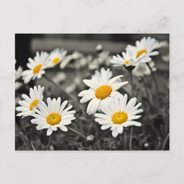 Happy Summer Daisies Postkarte (Vorderseite)