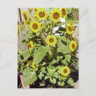 Happy Sunblumen Postkarte