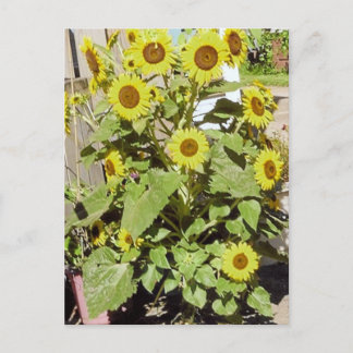 Happy Sunblumen Postkarte