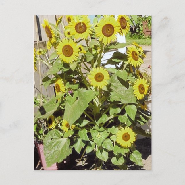 Happy Sunblumen Postkarte (Vorderseite)