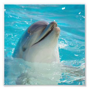 Happy Swimming Dolphin Fotodruck