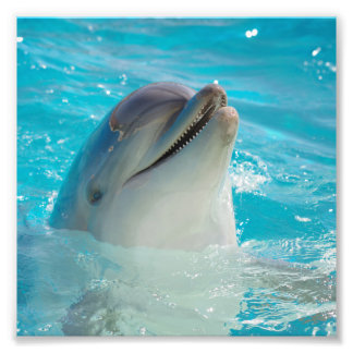 Happy Swimming Dolphin Fotodruck