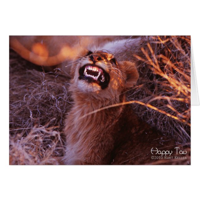 Happy Tau, Lächelnd Lion Cub (Vorderseite (Horizontal))