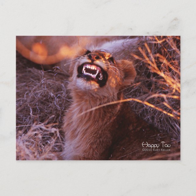 Happy Tau, Lächelnd Lion Cub Postkarte (Vorderseite)