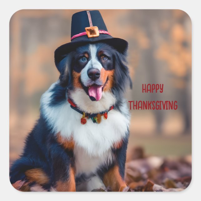Happy Thanksgiving Bernese Mountain Dog Pilgrim Quadratischer Aufkleber (Vorderseite)