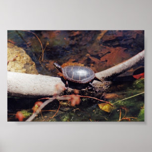 Happy Turtle Poster
