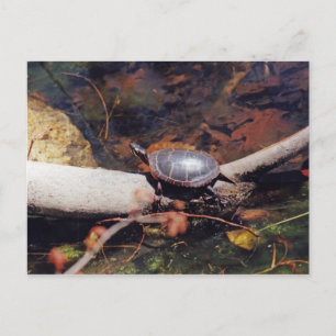 Happy Turtle Postkarte