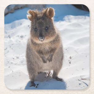 Happy und niedliches Quokka am Strand Rechteckiger Pappuntersetzer