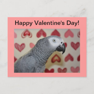 Happy Valentine's Day African Gray Parrot Postcard Feiertagspostkarte